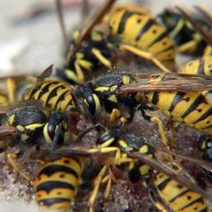 several yellow and black bees sitting on top of each other