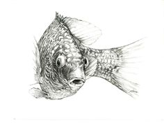 a pencil drawing of a fish looking at the camera