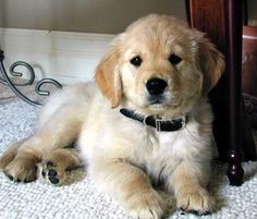 a puppy laying on the floor next to a table with its paw up against it's leg