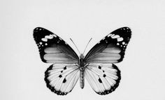 a black and white photo of a butterfly