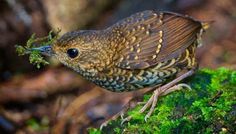 a small brown bird sitting on top of a green moss covered tree branch in the forest