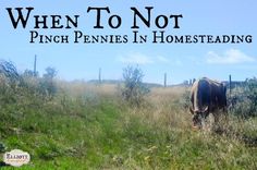 a cow grazing in a field with the words when to not pinch pennies in homeseading