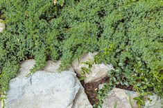 some rocks and plants growing on top of them