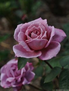 two pink roses with green leaves in the foreground and one purple flower on the right