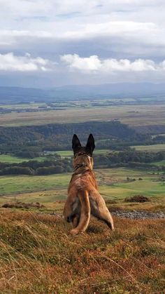 a dog is jumping in the air with its front paws on top of a hill