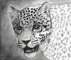 a pencil drawing of a cheetah