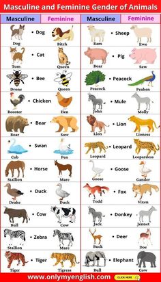 a poster with different animals and their names