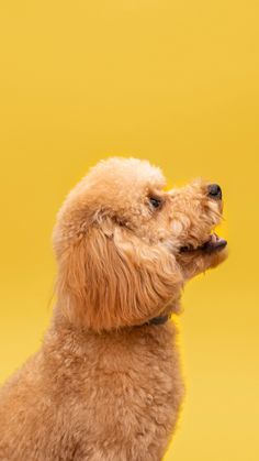 a small brown poodle sitting on top of a yellow floor next to a wall