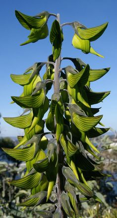 Plant Fungus