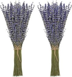 two bundles of lavender flowers tied together