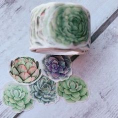 several succulents are sitting on top of a roll of paper next to each other