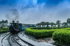 a train traveling through a lush green countryside next to tall grass covered trees and bushes