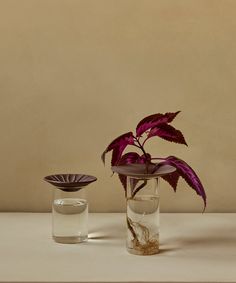 two vases with plants in them sitting on a table