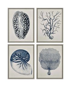 four framed pictures with different types of sea creatures