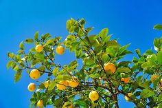 an orange tree with lots of fruit on it