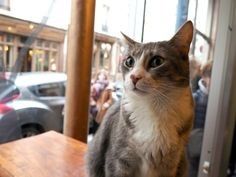 a cat sitting on top of a wooden table next to a glass window with cars parked in the background