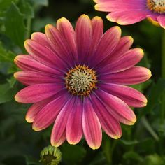 pink and yellow flowers with green leaves in the background