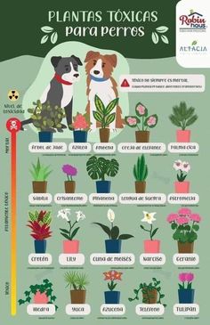 a poster with plants that are labeled in spanish