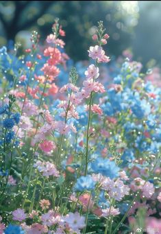 pink, blue and white flowers with water droplets on them in the sunbeams