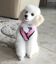 a small white poodle wearing a pink heart harness on the floor next to a rug