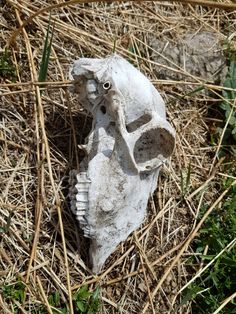 an animal skull laying in the grass