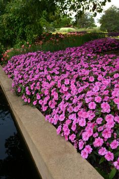 pink flowers are growing along the edge of a pond in a flowerbed lined garden