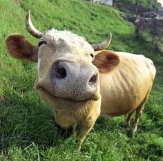 a cow that is standing in the grass