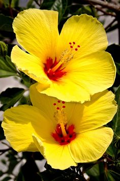 two yellow flowers with red stamens on them