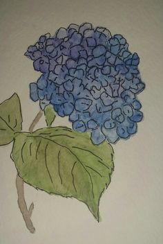 a drawing of a blue hydrangea flower with green leaves on a white background