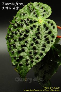 a close up of a plant with lots of holes in it's center and leaves