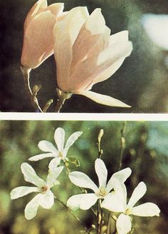 two pictures of flowers in different stages of blooming, one is pink and the other is white