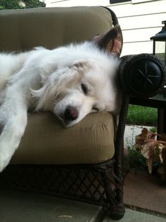 a large white dog laying on top of a chair