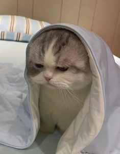 a gray and white cat hiding in a blanket on top of a bedspread