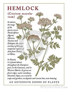 a herb plant with the words hemlock in english and german writing on white paper