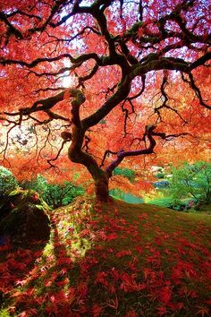 an orange tree with red leaves in the foreground and green grass on the ground