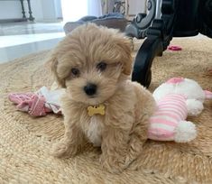 a small brown dog sitting on top of a rug next to a stuffed animal toy