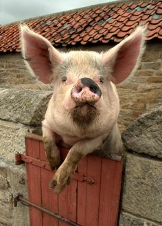 a large pig sitting on top of a wooden crate next to a brick wall and roof