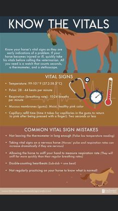 an info poster with horses and other things to know about them in the text below