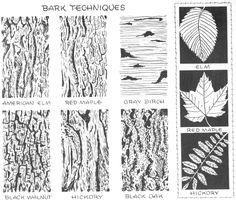 the different types of trees are shown in black and white, as well as their names