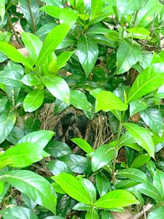 a bird nest in the middle of some green leaves