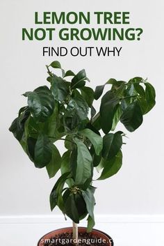 Lemon Plant Indoor, Myers Lemon Tree, How To Repot A Lemon Tree, Lemon Plant Care, Lemon Tree Potted Care, Planter Trees, Lemon Trees In Pots, Lemon Tree Care, Meyer Lemon Tree Care