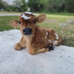 a brown and white calf laying on top of a blanket