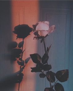 a white rose in a vase sitting on a table next to a door with the light coming through it