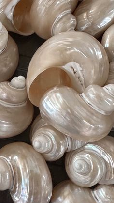 large group of shells sitting on top of each other