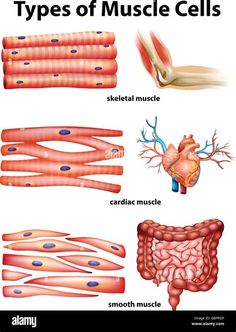 different types of muscle cells and their functions in the body - stock image / poster