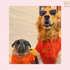 two dogs wearing sunglasses and vests are standing next to each other