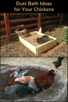 chickens and roosters are in a raised bed with the words dust bath ideas for your chickens