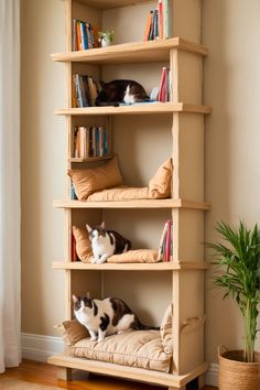 two cats sitting on top of bookshelves in a living room