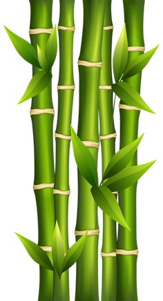 green bamboo stalks with leaves on white background