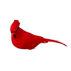 a red bird sitting on top of a white wall